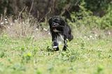 PETIT CHIEN LION 262